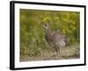 Sharp-Tailed Grouse (Tympanuchus Phasianellus) (Previously Tetrao Phasianellus)-James Hager-Framed Photographic Print