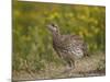 Sharp-Tailed Grouse (Tympanuchus Phasianellus) (Previously Tetrao Phasianellus)-James Hager-Mounted Photographic Print