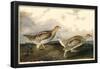 Sharp-Tailed Grouse-null-Framed Poster