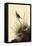 Sharp-Tailed Sparrows-John James Audubon-Framed Stretched Canvas