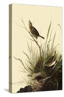 Sharp-Tailed Sparrows-John James Audubon-Stretched Canvas