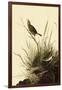 Sharp-Tailed Sparrows-John James Audubon-Framed Giclee Print