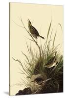 Sharp-Tailed Sparrows-John James Audubon-Stretched Canvas