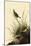 Sharp-Tailed Sparrows-John James Audubon-Mounted Giclee Print
