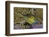 Sharpnose Puffer (Canthigaster Rostrata) Displaying Bright Colours Including A Bright Blue Flap-Alex Mustard-Framed Photographic Print