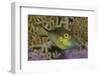 Sharpnose Puffer (Canthigaster Rostrata) Displaying Bright Colours Including A Bright Blue Flap-Alex Mustard-Framed Photographic Print