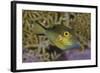 Sharpnose Puffer (Canthigaster Rostrata) Displaying Bright Colours Including A Bright Blue Flap-Alex Mustard-Framed Photographic Print