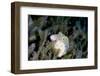 Sharpnose Pufferfish (Canthigaster Rostrata), Dominica, West Indies, Caribbean, Central America-Lisa Collins-Framed Photographic Print