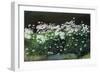 Shasta Daisies, 1992-Anthony Rule-Framed Giclee Print
