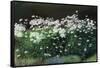 Shasta Daisies, 1992-Anthony Rule-Framed Stretched Canvas