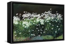 Shasta Daisies, 1992-Anthony Rule-Framed Stretched Canvas