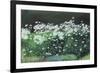 Shasta Daisies, 1992-Anthony Rule-Framed Giclee Print