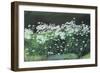 Shasta Daisies, 1992-Anthony Rule-Framed Giclee Print