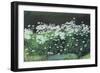 Shasta Daisies, 1992-Anthony Rule-Framed Giclee Print
