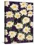 Shasta Daisies-Mary Russel-Stretched Canvas