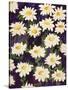 Shasta Daisies-Mary Russel-Stretched Canvas