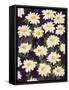 Shasta Daisies-Mary Russel-Framed Stretched Canvas