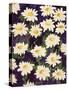 Shasta Daisies-Mary Russel-Stretched Canvas