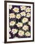Shasta Daisies-Mary Russel-Framed Giclee Print