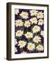 Shasta Daisies-Mary Russel-Framed Giclee Print