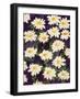 Shasta Daisies-Mary Russel-Framed Giclee Print