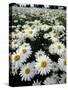 Shasta Daisy Crop, near Silverton, Oregon, USA-Darrell Gulin-Stretched Canvas