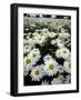 Shasta Daisy Crop, near Silverton, Oregon, USA-Darrell Gulin-Framed Photographic Print