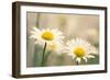 Shasta Daisy (Leucanthemum 'Filigran')-Maria Mosolova-Framed Photographic Print