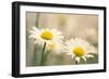 Shasta Daisy (Leucanthemum 'Filigran')-Maria Mosolova-Framed Photographic Print