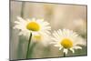 Shasta Daisy (Leucanthemum 'Filigran')-Maria Mosolova-Mounted Photographic Print