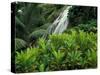 Shaw Park Gardens, Jamaica, Caribbean-Robin Hill-Stretched Canvas