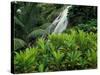 Shaw Park Gardens, Jamaica, Caribbean-Robin Hill-Stretched Canvas