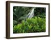 Shaw Park Gardens, Jamaica, Caribbean-Robin Hill-Framed Photographic Print