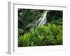 Shaw Park Gardens, Jamaica, Caribbean-Robin Hill-Framed Photographic Print