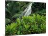 Shaw Park Gardens, Jamaica, Caribbean-Robin Hill-Mounted Photographic Print