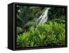 Shaw Park Gardens, Jamaica, Caribbean-Robin Hill-Framed Stretched Canvas