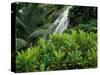 Shaw Park Gardens, Jamaica, Caribbean-Robin Hill-Stretched Canvas