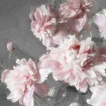 Peonies I-Shawna Sullivan-Art Print