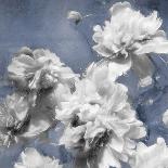 Peonies on Indigo II-Shawna Sullivan-Art Print