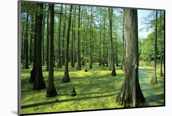 Shawnee National Forest, Illinois-Richard and Susan Day-Mounted Photographic Print