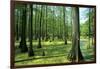 Shawnee National Forest, Illinois-Richard and Susan Day-Framed Photographic Print