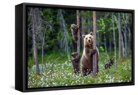 She-Bear and Cubs.-USO-Framed Stretched Canvas