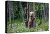 She-Bear and Cubs.-USO-Stretched Canvas