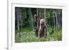 She-Bear and Cubs.-USO-Framed Photographic Print