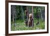 She-Bear and Cubs.-USO-Framed Photographic Print