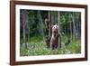 She-Bear and Cubs.-USO-Framed Photographic Print