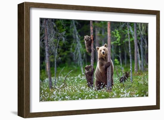 She-Bear and Cubs.-USO-Framed Photographic Print