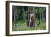 She-Bear and Cubs.-USO-Framed Photographic Print