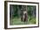 She-Bear and Cubs.-USO-Framed Photographic Print