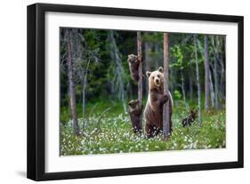 She-Bear and Cubs.-USO-Framed Photographic Print